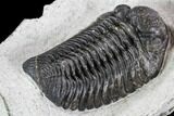Adrisiops Weugi Trilobite - Recently Described Phacopid #110707-5